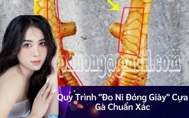 Quy Trình "Đo Ni Đóng Giày" Cựa Gà Chuẩn Xác