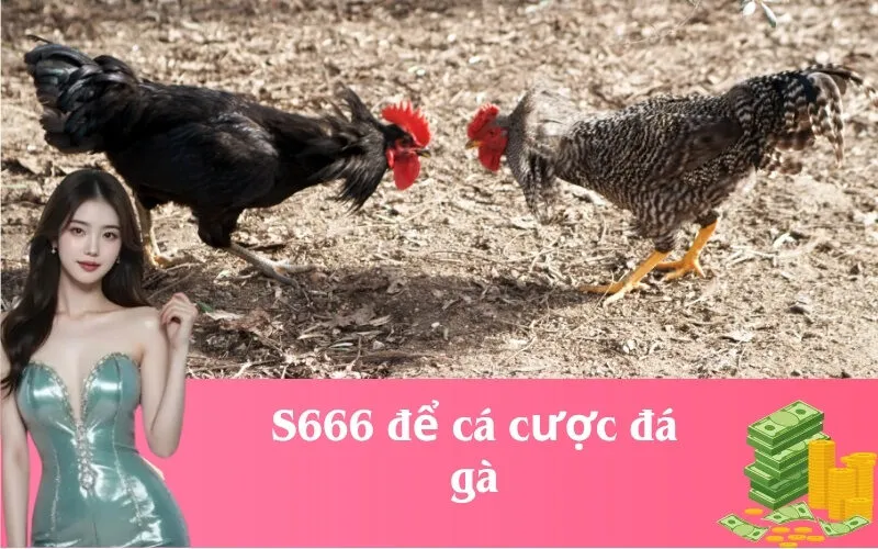 S666 để cá cược đá gà