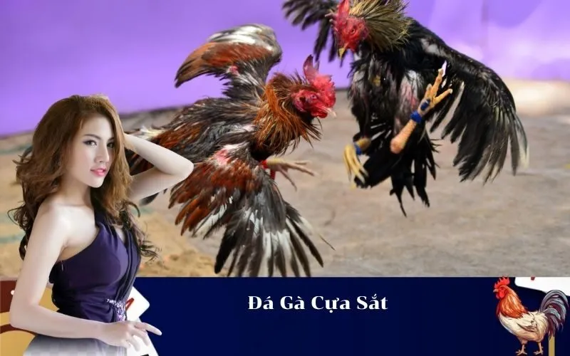 Đá Gà Cựa Sắt