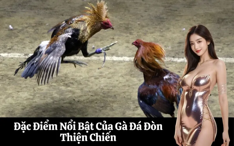 Đặc Điểm Nổi Bật Của Gà Đá Đòn Thiện Chiến