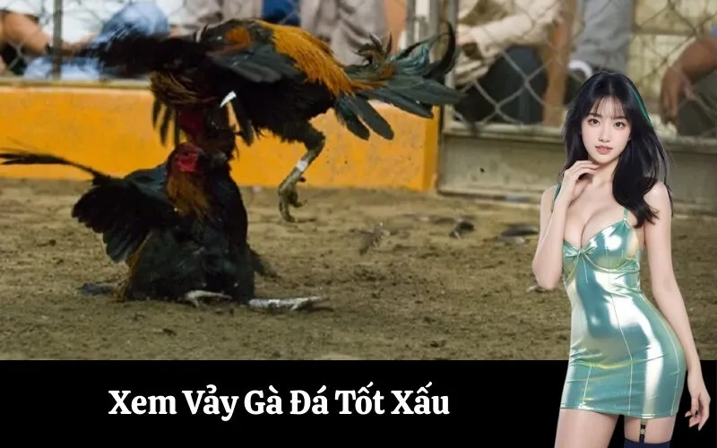 Xem Vảy Gà Đá Tốt Xấu